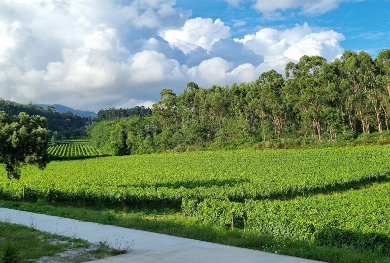 Aphros Wine