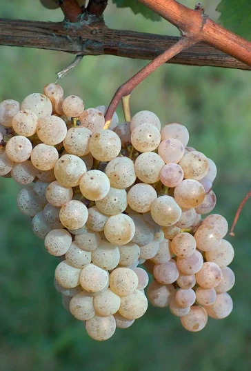 Alvarinho