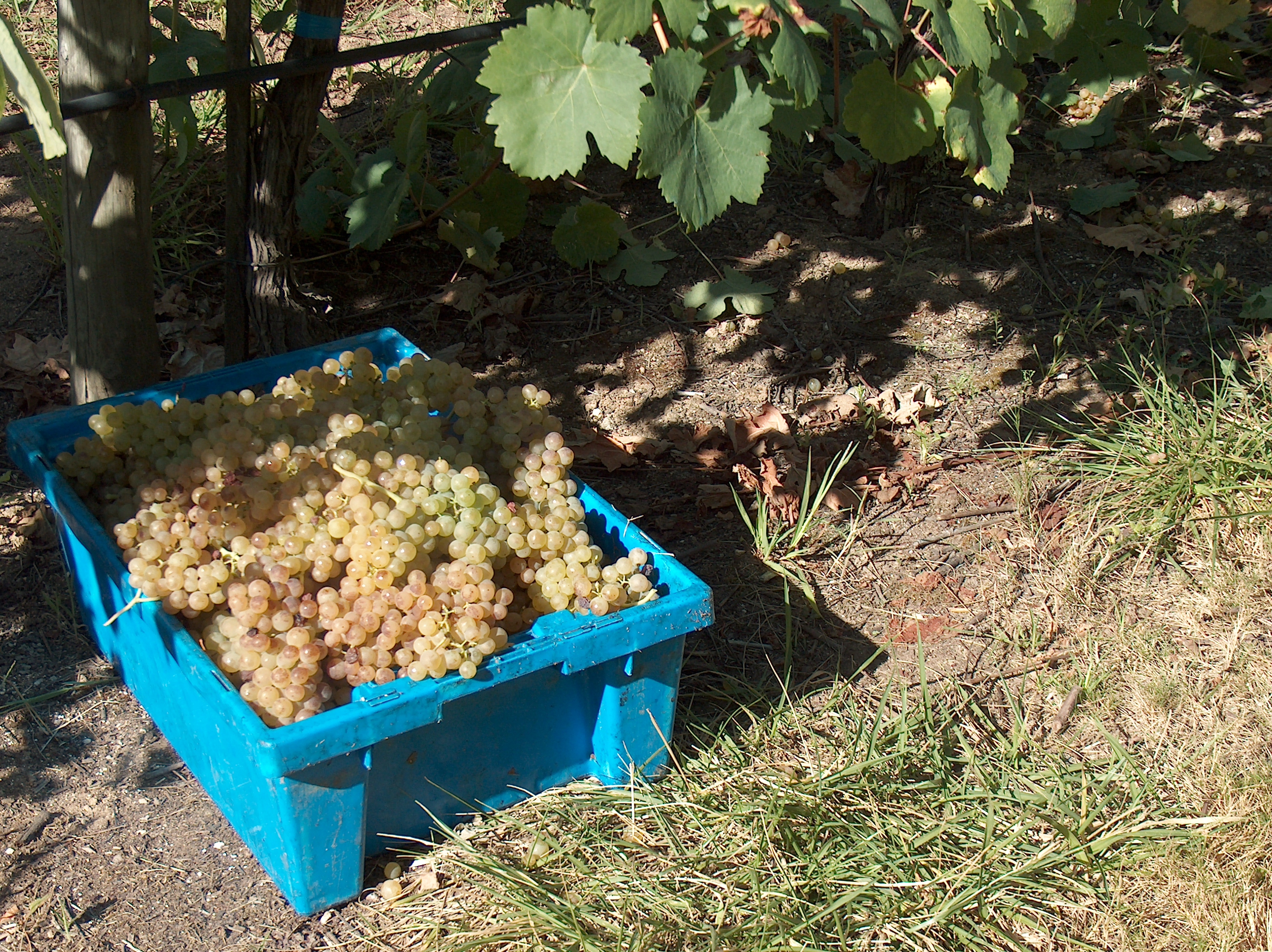 caixa de uvas