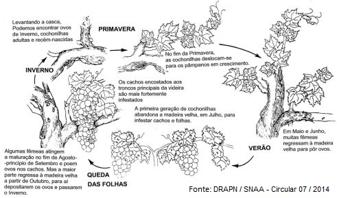 Sanidade da Videira - Pragas - Cochonilha Algodão - Ciclo Biologico Cochonilha Algodão Sanidade da Videira - Pragas - Cochonilha Algodão - Ciclo Biologico Cochonilha Algodão
