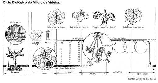 Sanidade da Videira - Doenças - Mildio - Ciclo biológico Mildio da Videira Sanidade da Videira - Doenças - Mildio - Ciclo biológico Mildio da Videira