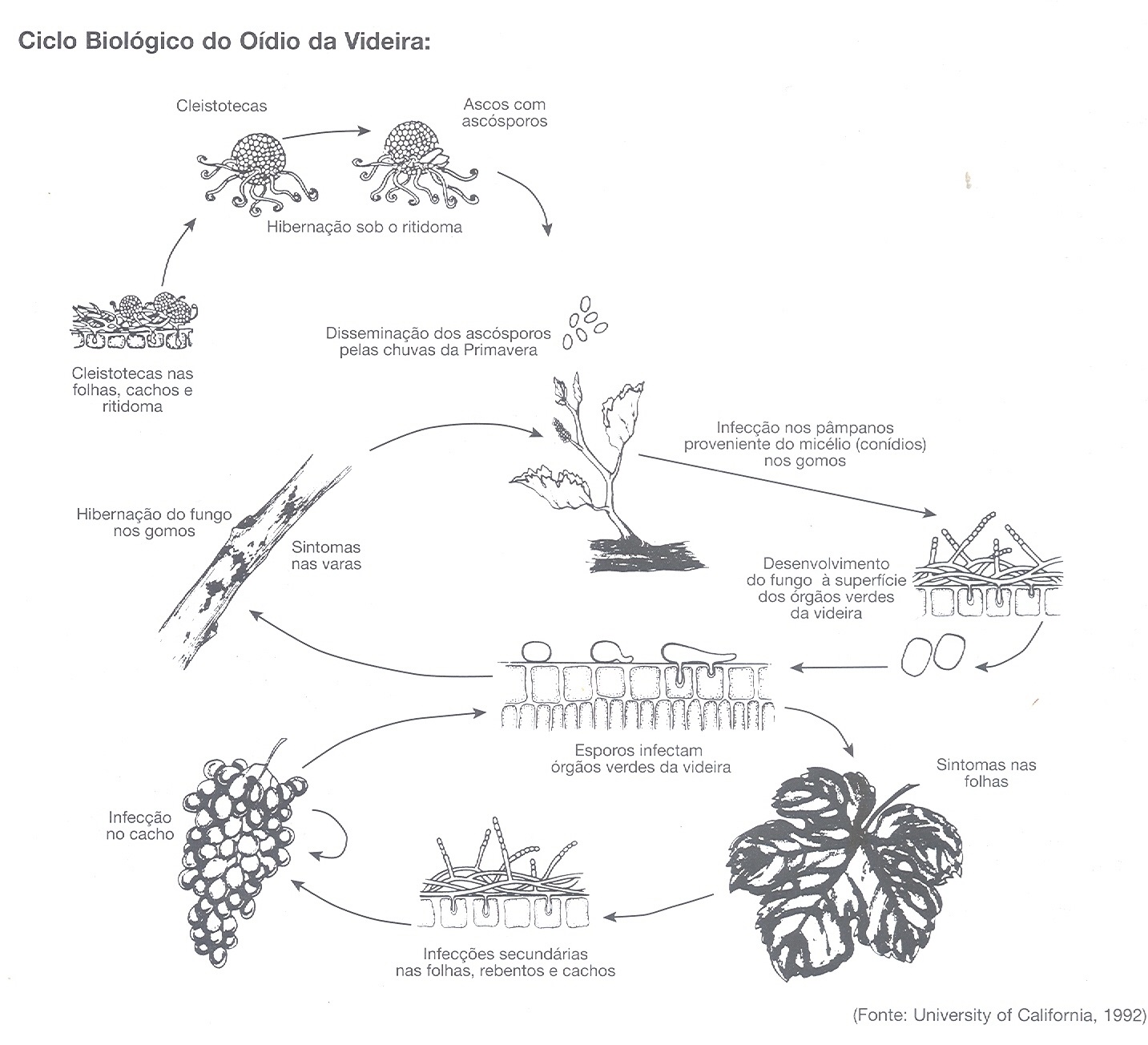 Sanidade da Videira - Doenças - Oídeo - Ciclo Biologico Oídio da Videira Sanidade da Videira - Doenças - Oídeo - Ciclo Biologico Oídio da Videira