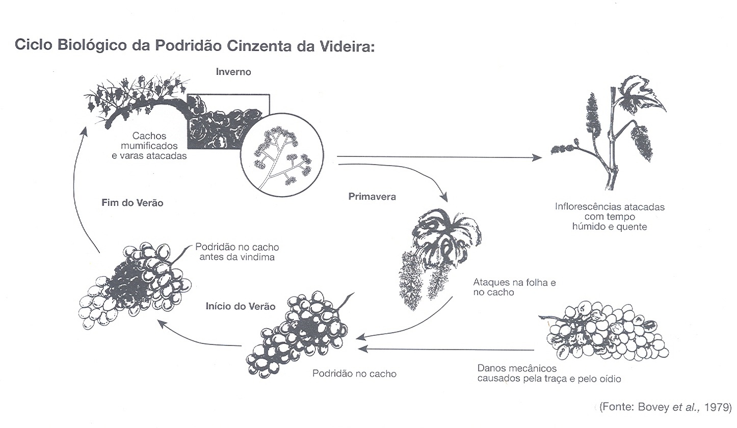 Sanidade da Videira - Doenças - Podridão Cinzenta - Ciclo Biologico Oídio da Videira Sanidade da Videira - Doenças - Podridão Cinzenta - Ciclo Biologico Oídio da Videira