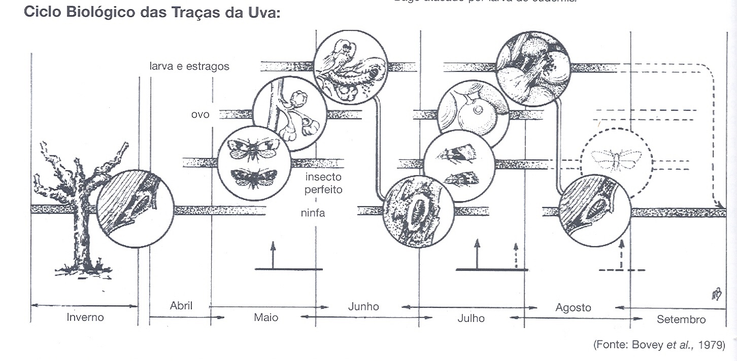 Sanidade da Videira - Pragas - Traça da Uva - Ciclo Biológico Traça da Uva Sanidade da Videira - Pragas - Traça da Uva - Ciclo Biológico Traça da Uva