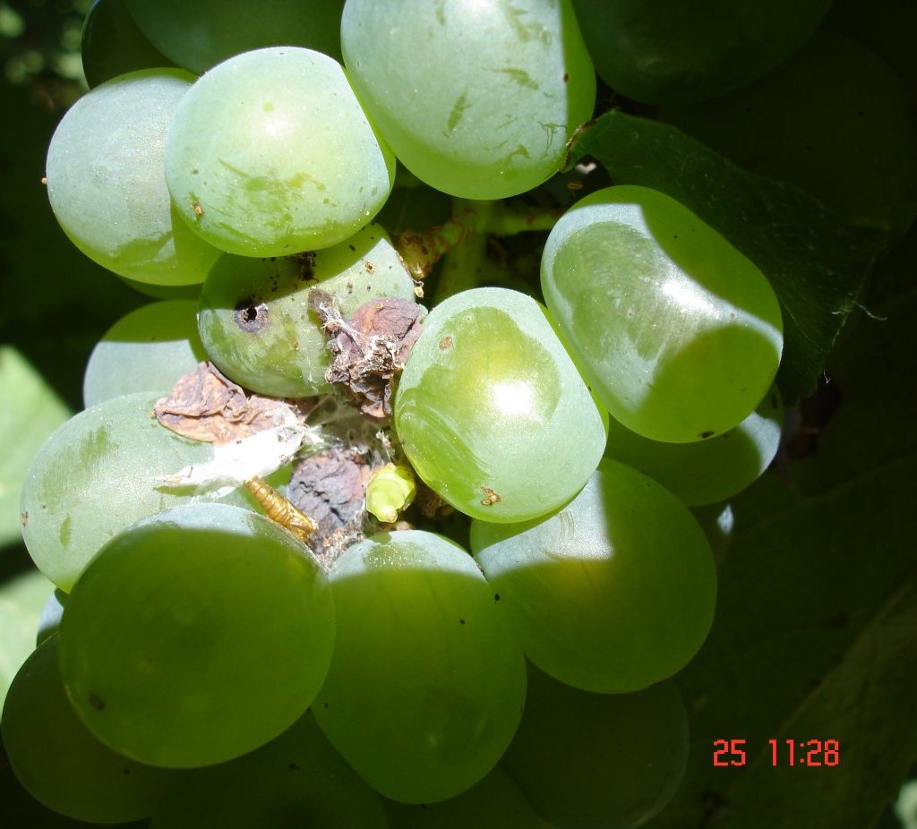 Pragas