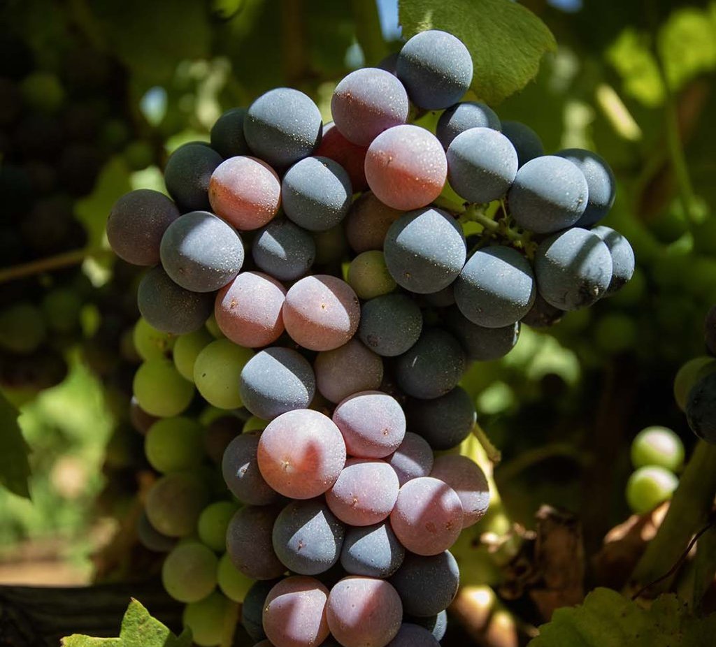 Minor Grape Varieties