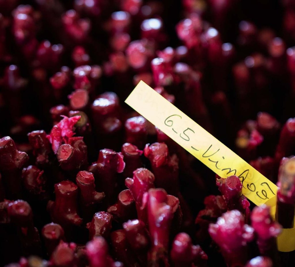 Grape Varieties