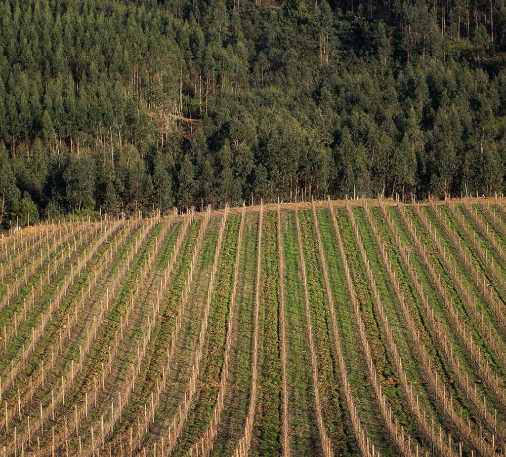 Land Preparation