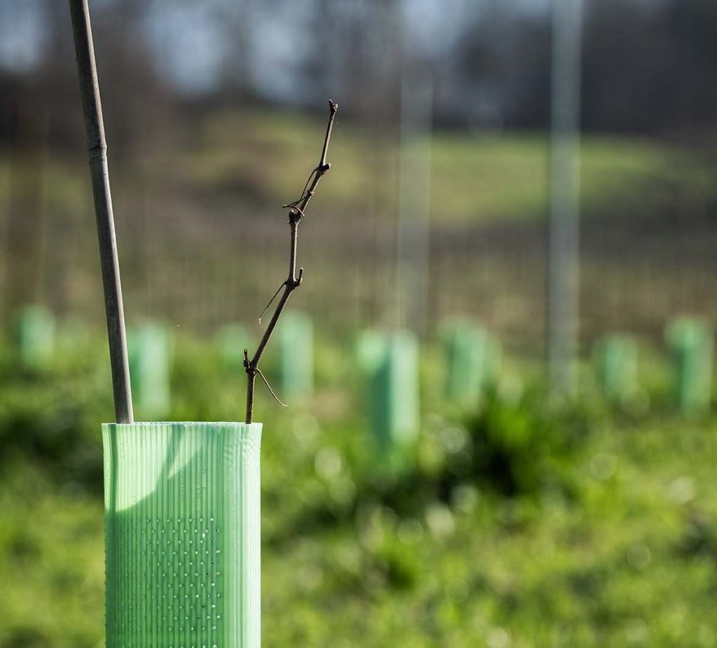 Rootstocks