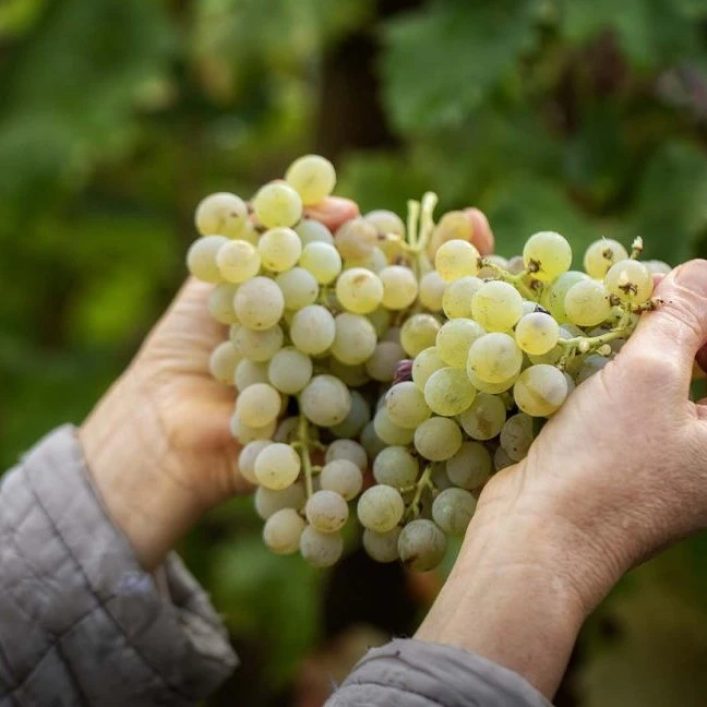 Na pr&aacute;tica, para se obter uma certifica&ccedil;&atilde;o DOC Vinho Verde, <span>n&atilde;o basta a um vinho ter sido produzido dentro das fronteiras</span> desta Denomina&ccedil;&atilde;o de Origem.