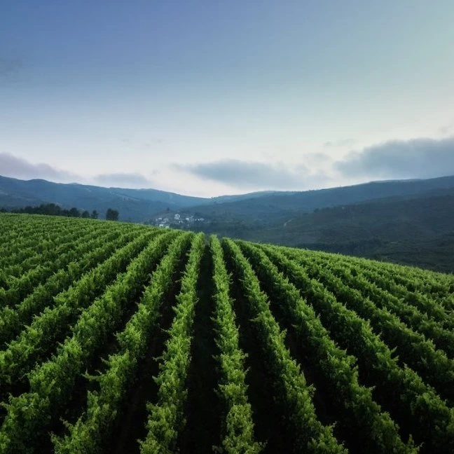 Curiosamente, <span>e ao contr&aacute;rio da imagem que hoje apreciadores de todo o mundo t&ecirc;m do Vinho Verde</span>, ter&atilde;o sido, sobretudo, tintos, os vinhos que come&ccedil;aram por trazer fama &agrave; regi&atilde;o.