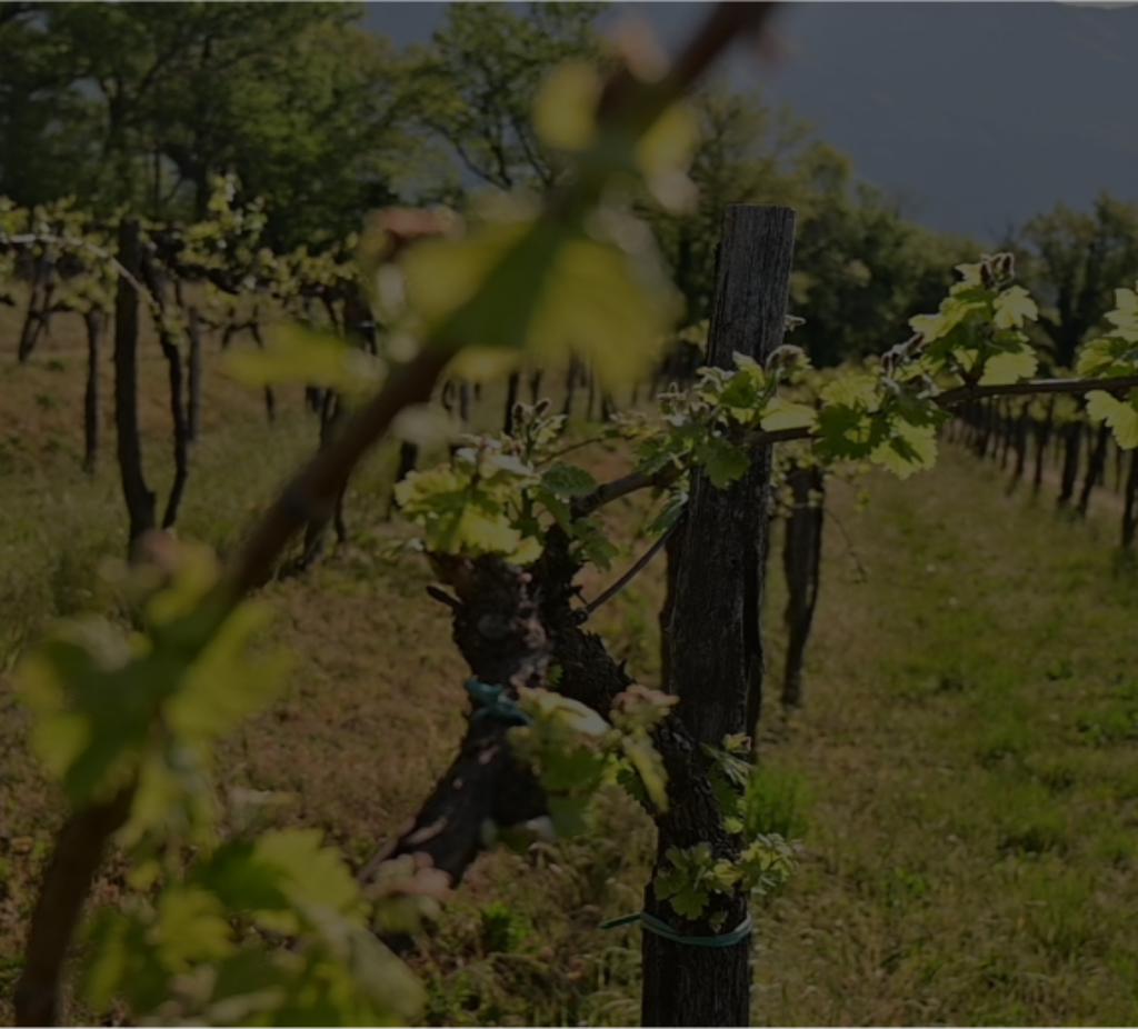 Denomina&ccedil;&atilde;o de Origem <span>Vinho Verde</span>