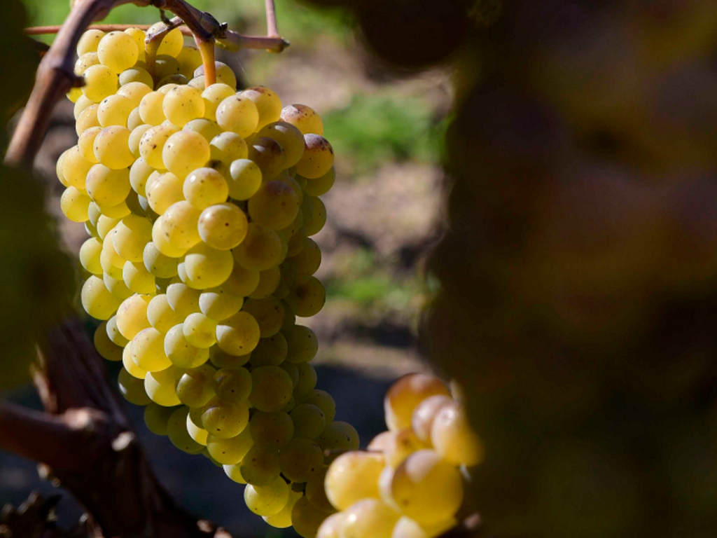 Castas <span>dos Vinhos Verdes</span>