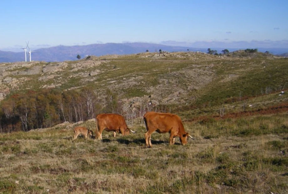 Serra da Freita